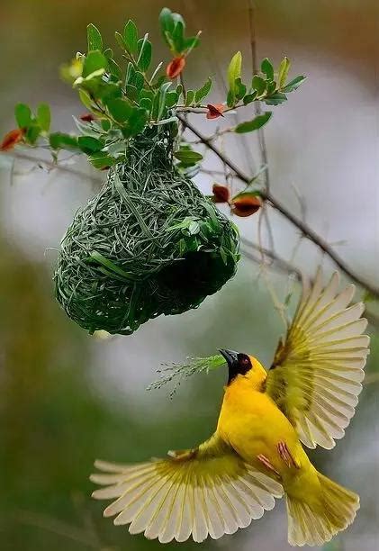 家裡有鳥來築巢|【家有鳥巢】家有鳥巢，居家風水亨通！揭開野鳥築巢。